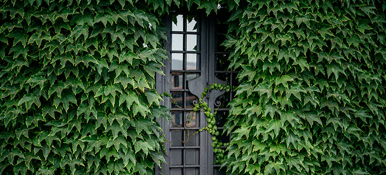 Garden Gate Repair in Cupertino, CA